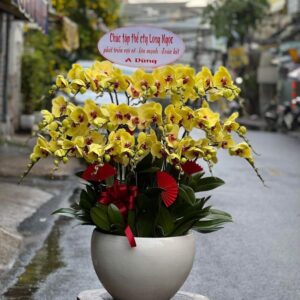 Chậu Lan Hồ Điệp 25 cành vàng