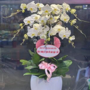 Chậu Lan Hồ Điệp 9 cành trắng