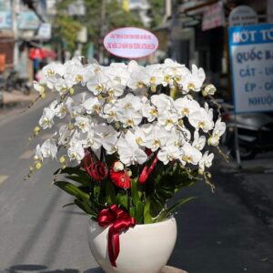 Chậu lan hồ điệp trắng 15 cành