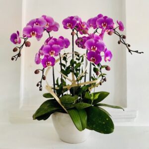 Chậu lan hồ điệp 5 cành hồng