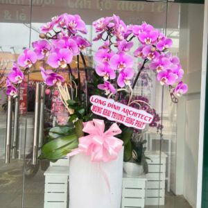 chậu lan hồ điệp hồng ana 7 cành