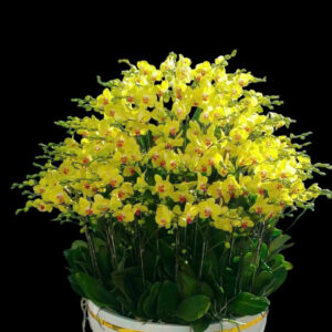 chậu lan vàng 100 cây