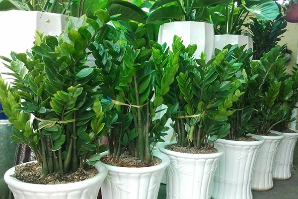 Cây kim tiền ra hoa có ý nghĩa gì?