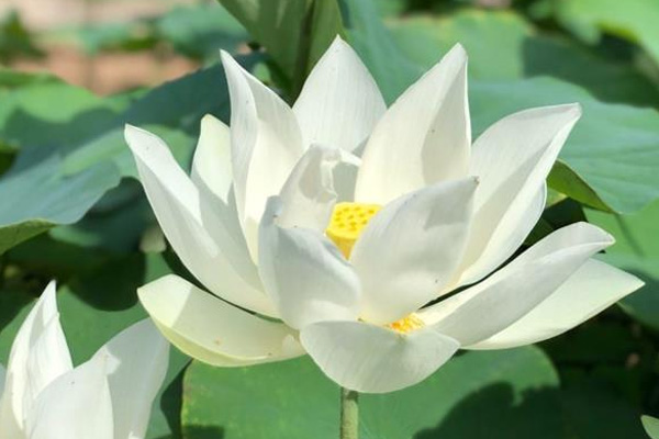 Hoa sen trắng