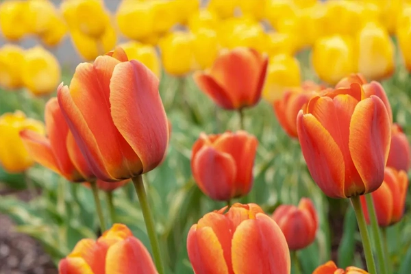 Hoa tulip cam