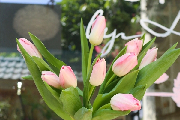 Hoa tulip hồng