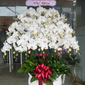 Chậu lan Hồ Điệp Trắng 25 cành