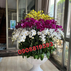 Chậu Lan Hồ Điệp 100 cành mix 3 màu