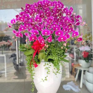 Chậu Lan Hồ Điệp 25 cành đột biến