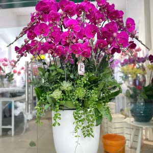 Chậu Lan Hồ Điệp 25 cành tím ( đỏ ớt )