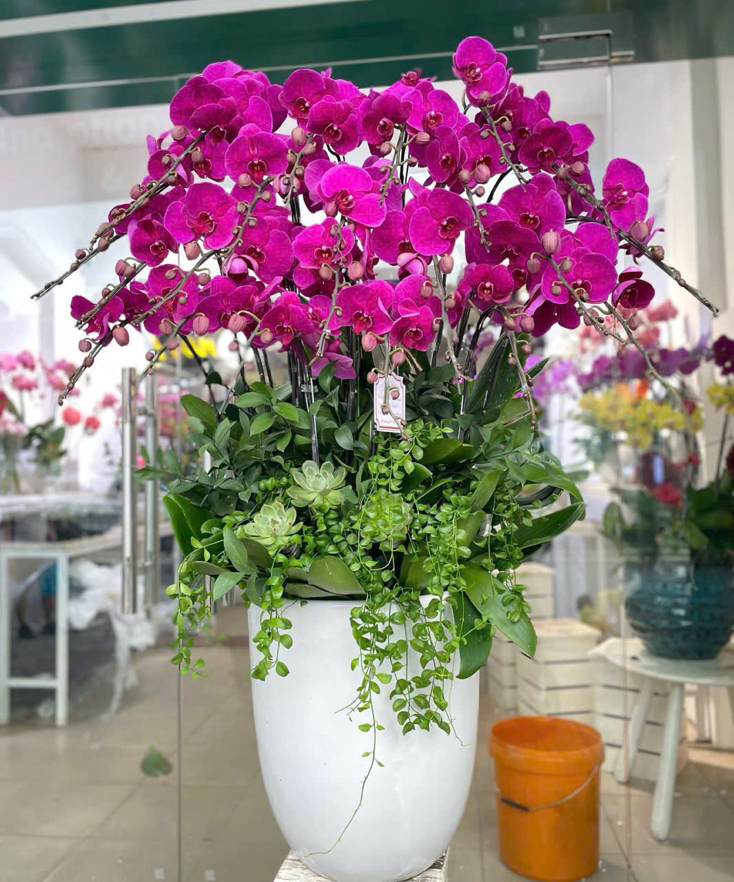 Chậu Lan Hồ Điệp 25 cành tím ( đỏ ớt )