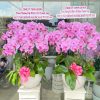Chậu Lan Hồ Điệp 10 cành hồng