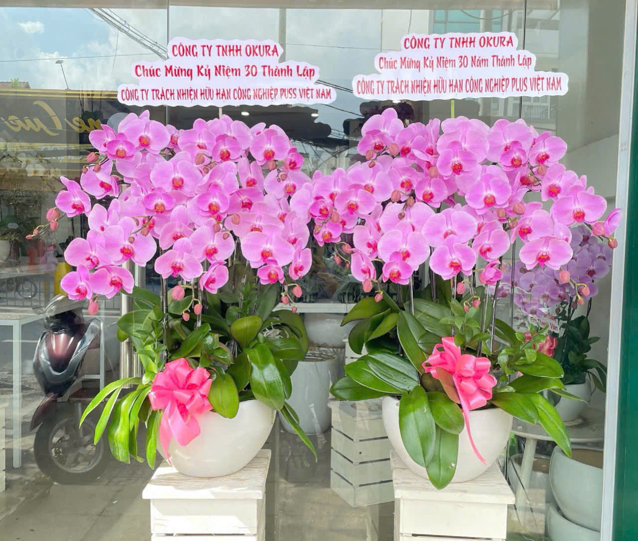 Chậu Lan Hồ Điệp 10 cành hồng