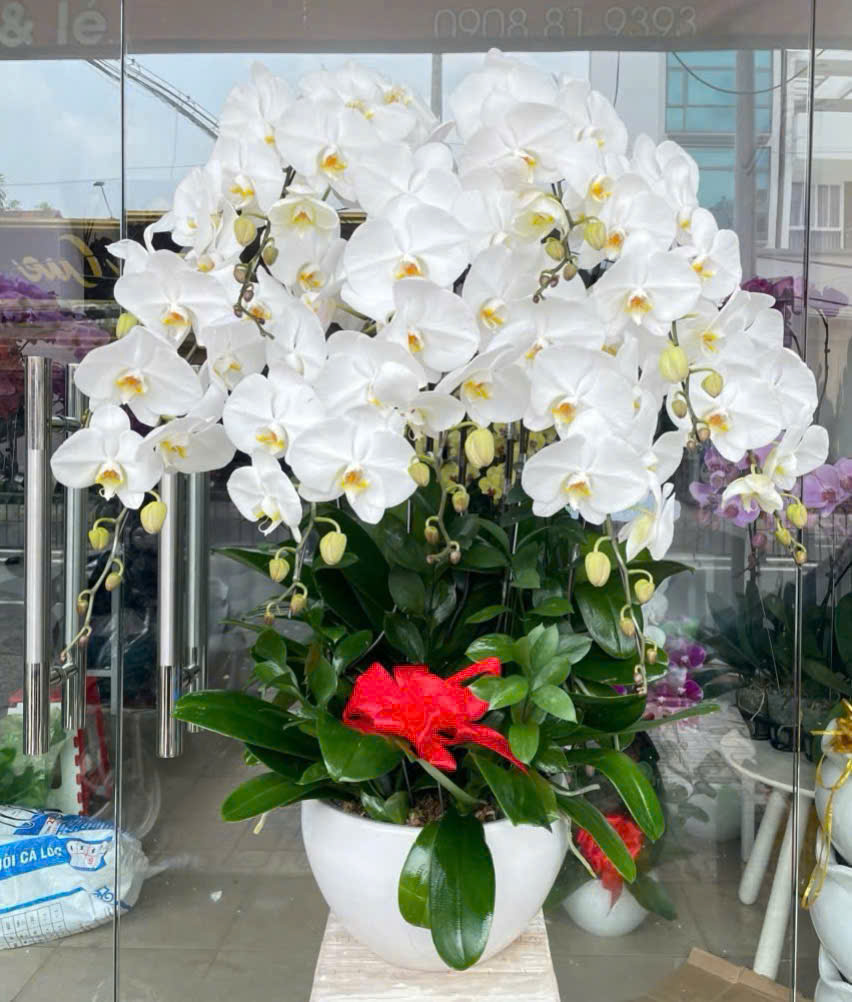 Chậu lan hồ điệp 10 cành trắng