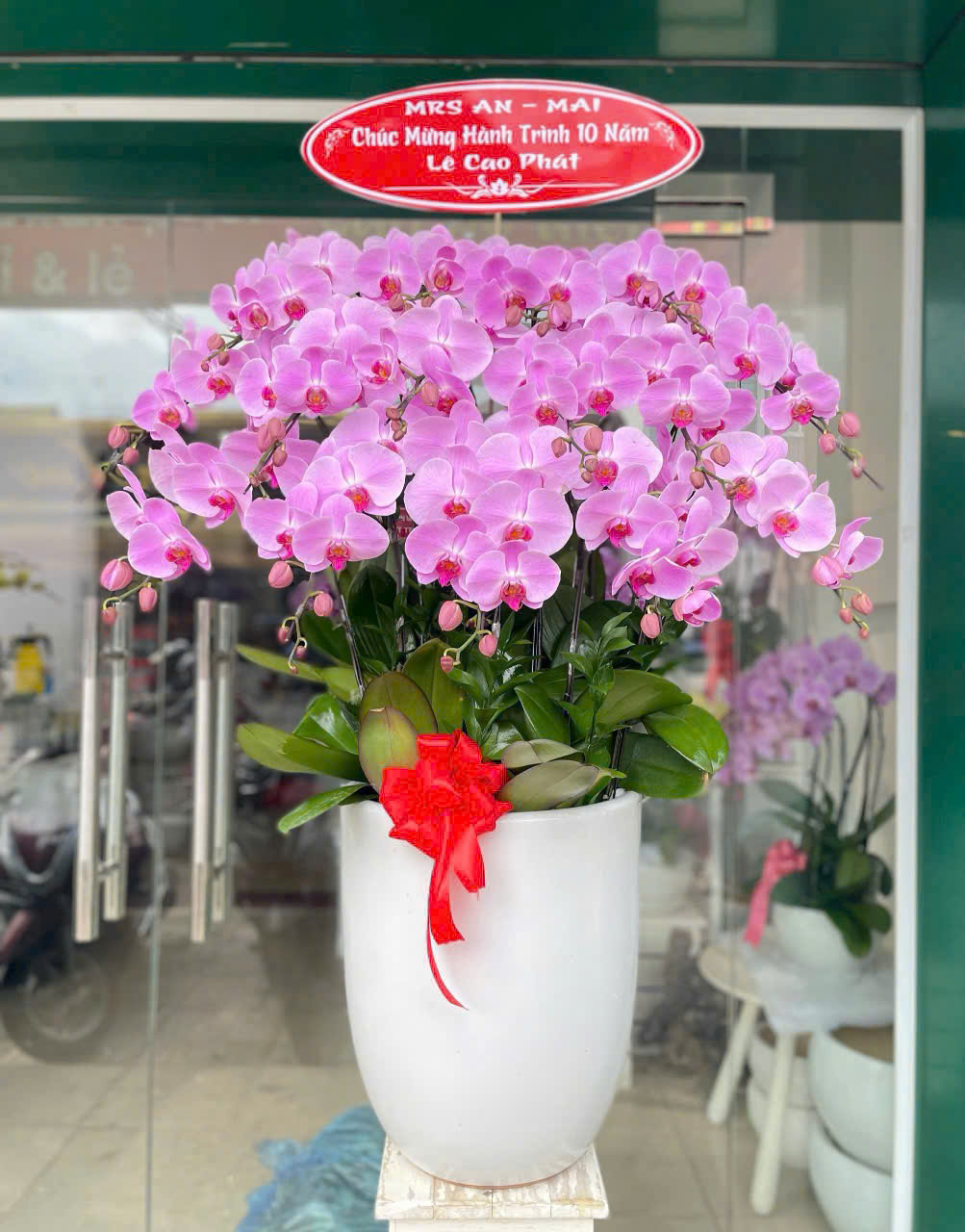 Chậu lan hồ điệp 15 cành hồng