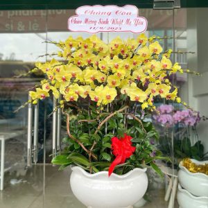 Chậu Lan Hồ Điệp 20 cành vàng