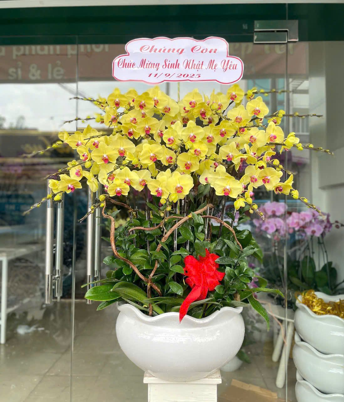 Chậu Lan Hồ Điệp 20 cành vàng