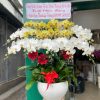 Chậu lan hồ điệp 15 cành mix tím vàng