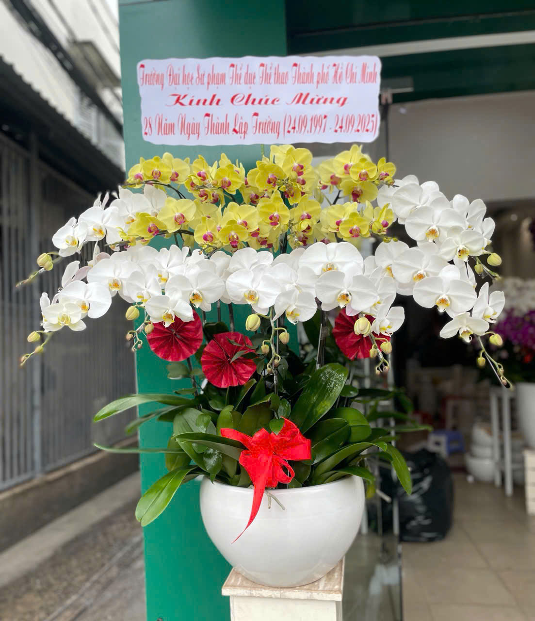 Chậu lan hồ điệp 15 cành mix tím vàng