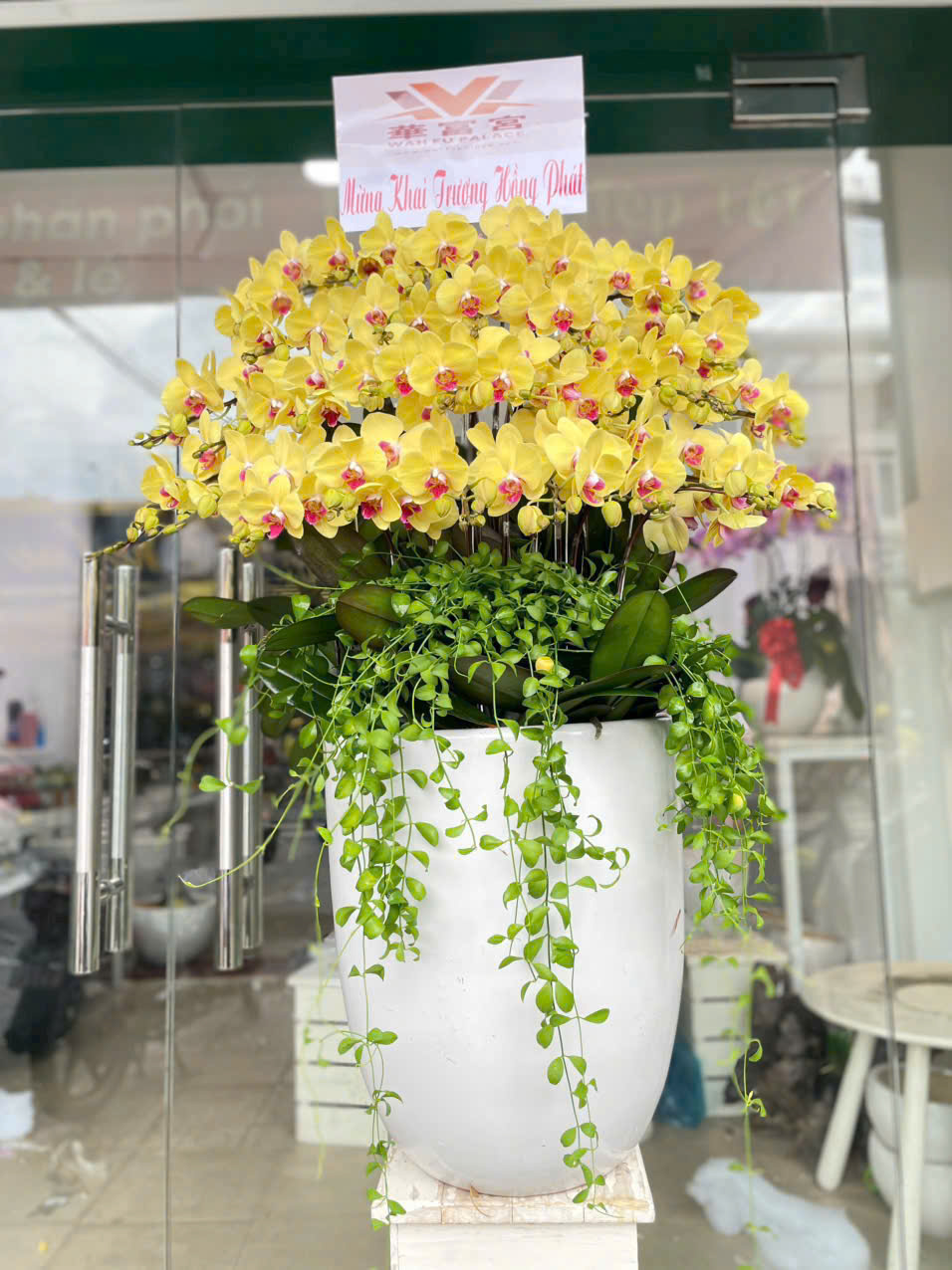 Chậu Lan Hồ điệp 39 cành vàng