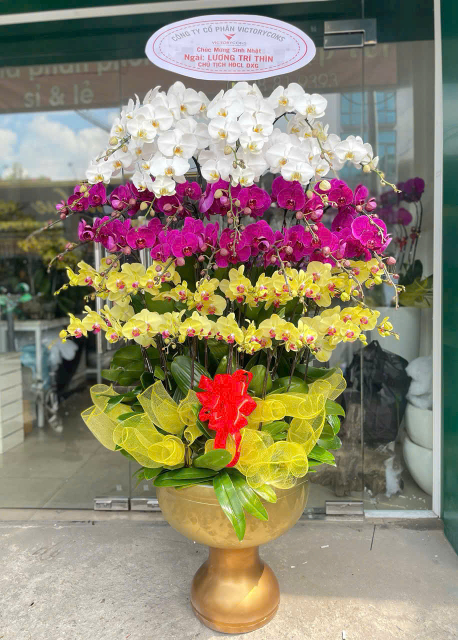 Chậu Lan Hồ Điệp 39 cành mix 3 màu
