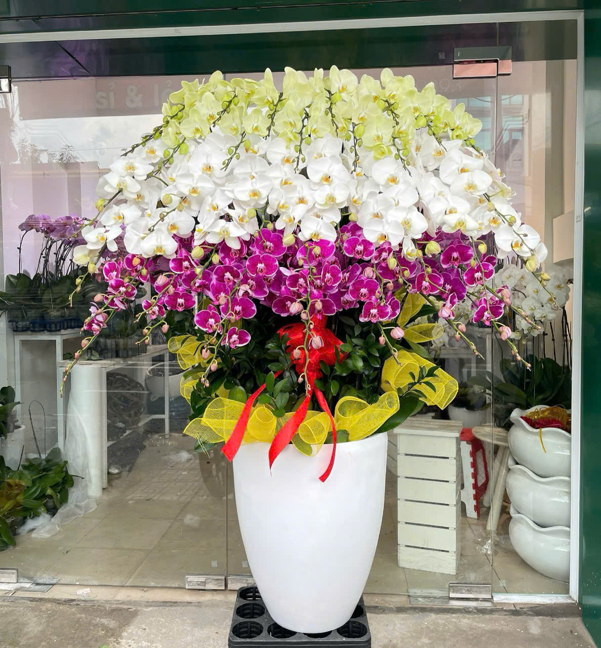 Chậu Lan Hồ Điệp 39 Cành Mix 3 màu